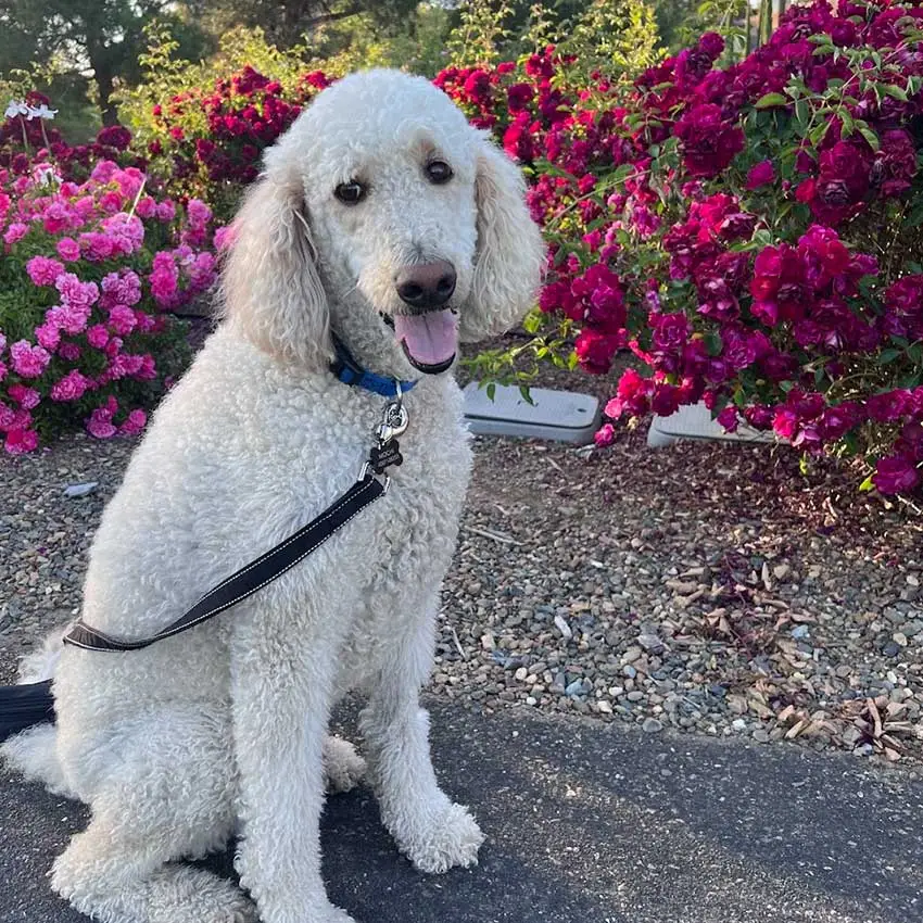 Mochi - Director of Stress Therapy